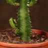 Эуфорбия Тригона 70/17 фото 5 &mdash; Luxury Plants