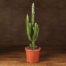 Эуфорбия Тригона 70/17 фото 1 &mdash; Luxury Plants
