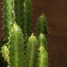 Эуфорбия Тригона 70/17 фото 4 &mdash; Luxury Plants