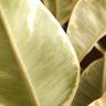 Фикус Эластика Тинеке 140/27 фото 2 &mdash; Luxury Plants