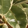 Фикус Эластика Тинеке 140/27 фото 5 &mdash; Luxury Plants