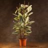Фикус Эластика Тинеке 140/27 фото 1 &mdash; Luxury Plants