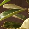 Фикус Эластика Тинеке 140/27 фото 4 &mdash; Luxury Plants