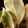 Фикус Эластика Тинеке 140/27 фото 3 &mdash; Luxury Plants