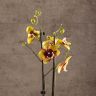 Орхидея Фаленопсис Марсиа 2 ст 60 фото 3 &mdash; Luxury Plants