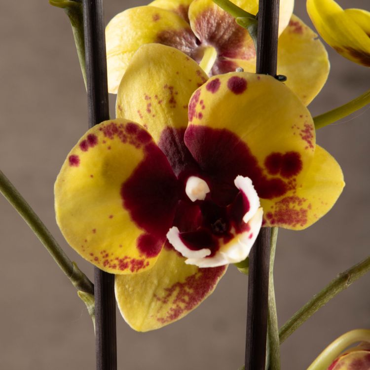Орхидея Фаленопсис Марсиа 2 ст 60 фото 1 &mdash; Luxury Plants