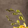 Орхидея Фаленопсис Марсиа 2 ст 60 фото 4 &mdash; Luxury Plants