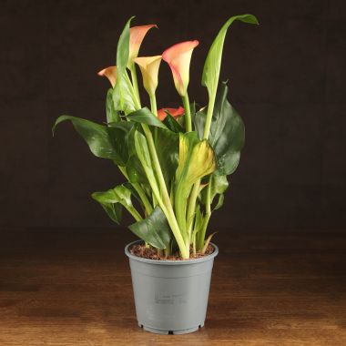 Калла Morning Sun D14 &mdash; Luxury Plants
