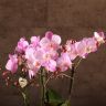 Орхидея Фаленопсис Розовая 4 ст д17 фото 3 &mdash; Luxury Plants