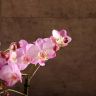 Орхидея Фаленопсис Розовая 4 ст д17 фото 4 &mdash; Luxury Plants