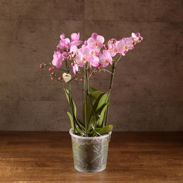 Орхидея Фаленопсис Розовая 4 ст д17 фото 1 &mdash; Luxury Plants