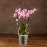 Орхидея Фаленопсис Розовая 4 ст д17 фото 1 &mdash; Luxury Plants
