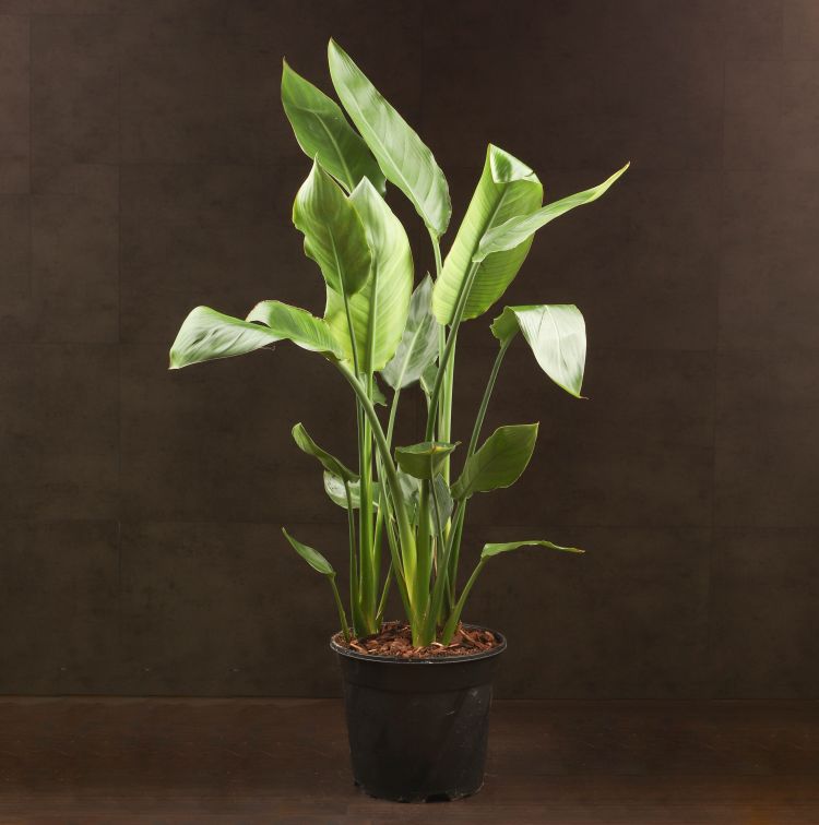 Стрелиция 85/21 фото 1 &mdash; Luxury Plants