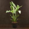 Стрелиция 85/21 фото 1 &mdash; Luxury Plants