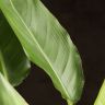Стрелиция 85/21 фото 2 &mdash; Luxury Plants