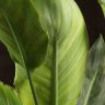 Стрелиция 85/21 фото 3 &mdash; Luxury Plants