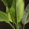 Стрелиция 85/21 фото 4 &mdash; Luxury Plants