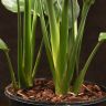 Стрелиция 85/21 фото 5 &mdash; Luxury Plants