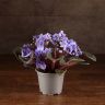 Фиалка лавандовая 15/9 фото 1 &mdash; Luxury Plants