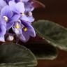 Фиалка лавандовая 15/9 фото 3 &mdash; Luxury Plants