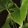 Антуриум Андрианум Дакота красный д17 уценка (отцветший) фото 2 &mdash; Luxury Plants