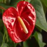 Антуриум Андрианум Дакота красный д17 уценка (отцветший) фото 3 &mdash; Luxury Plants