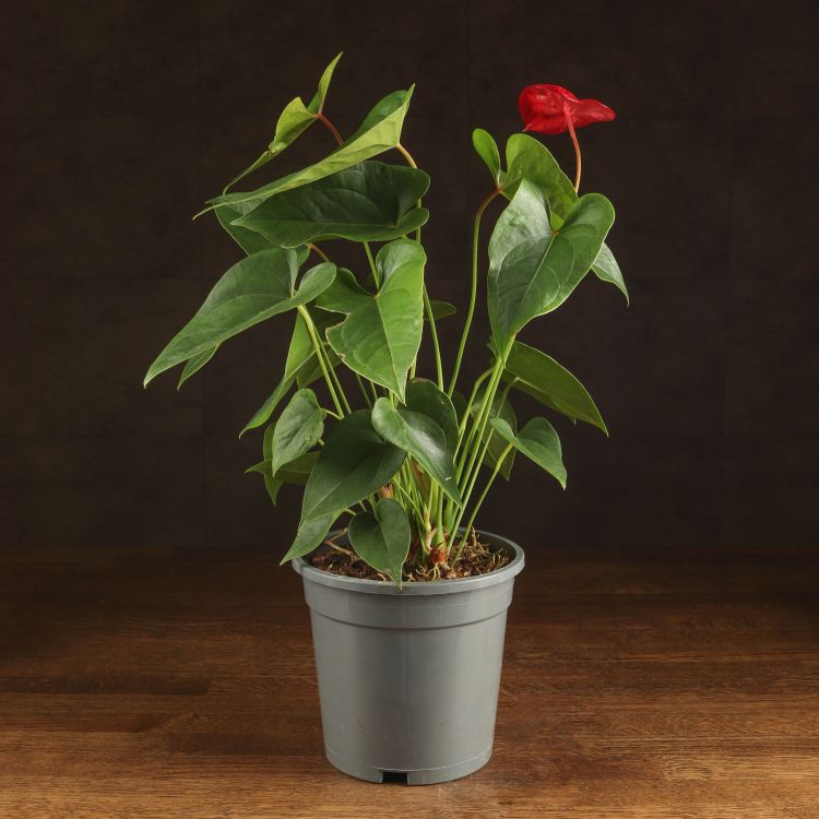Антуриум Андрианум Дакота красный д17 уценка (отцветший) фото 1 &mdash; Luxury Plants