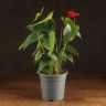 Антуриум Андрианум Дакота красный д17 уценка (отцветший) фото 1 &mdash; Luxury Plants