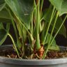 Антуриум Андрианум Дакота красный д17 уценка (отцветший) фото 4 &mdash; Luxury Plants