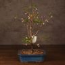 Бонсай Слива 45 см фото 1 &mdash; Luxury Plants