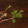 Бонсай Слива 45 см фото 4 &mdash; Luxury Plants