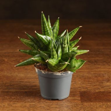 Сансевиерия Артистик Фан 12/6 &mdash; Luxury Plants