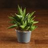 Сансевиерия Артистик Фан 12/6 фото 1 &mdash; Luxury Plants