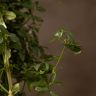 Жасмин на опоре 40/12 фото 3 &mdash; Luxury Plants