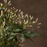 Жасмин на опоре 40/12 фото 4 &mdash; Luxury Plants