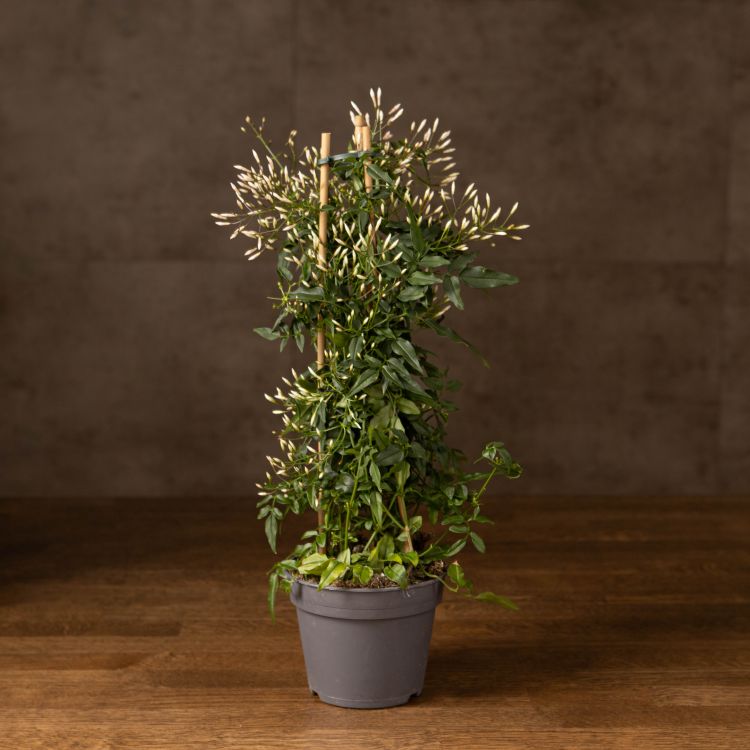 Жасмин на опоре 40/12 фото 1 &mdash; Luxury Plants