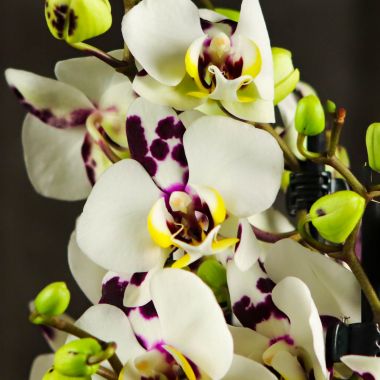 Орхидея Фаленопсис Полка Дотс D12 &mdash; Luxury Plants