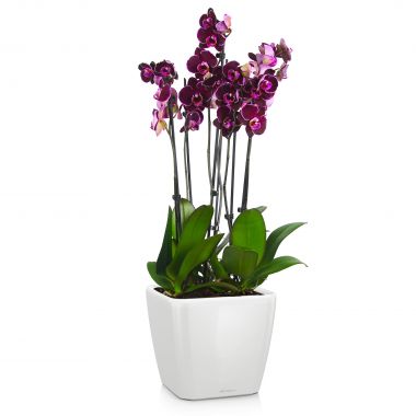 Орхидея фаленопсис Блэк Принц в Lechuza Quadro LS 21 &mdash; Luxury Plants