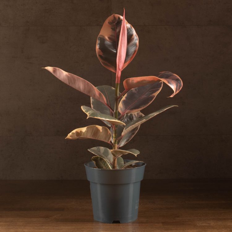 Фикус Эластика Белиз 55/16 фото 1 &mdash; Luxury Plants