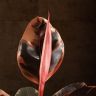 Фикус Эластика Белиз 55/16 фото 2 &mdash; Luxury Plants