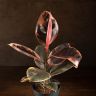 Фикус Эластика Белиз 55/16 фото 3 &mdash; Luxury Plants