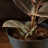Фикус Эластика Белиз 55/16 фото 5 &mdash; Luxury Plants