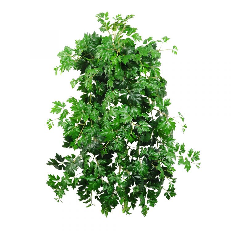 Растение искусственное "Циссус Ампельный" (Пластик) 120 см фото 1 &mdash; Luxury Plants