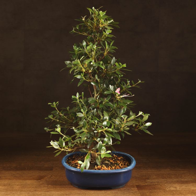 Бонсай Азалия синий овал 60 см фото 1 &mdash; Luxury Plants