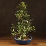 Бонсай Азалия синий овал 60 см фото 1 &mdash; Luxury Plants