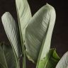 Стрелиция Регина 150/30 фото 2 &mdash; Luxury Plants