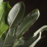 Стрелиция Регина 150/30 фото 3 &mdash; Luxury Plants