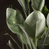 Стрелиция Регина 150/30 фото 4 &mdash; Luxury Plants
