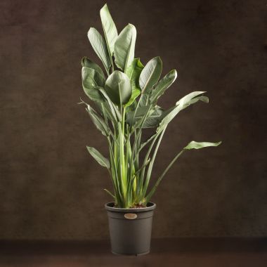 Стрелиция Регина 150/30 &mdash; Luxury Plants