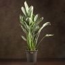 Стрелиция Регина 150/30 фото 1 &mdash; Luxury Plants